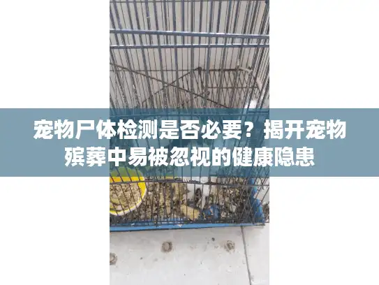 宠物尸体检测是否必要？揭开宠物殡葬中易被忽视的健康隐患