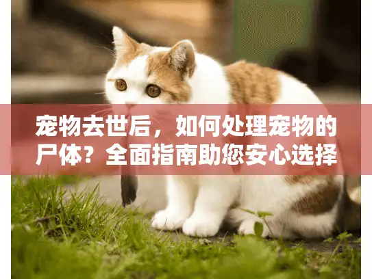 宠物去世后，如何处理宠物的尸体？全面指南助您安心选择服务