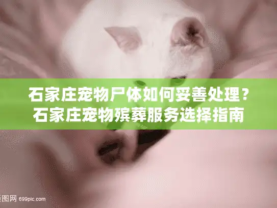 石家庄宠物尸体如何妥善处理？石家庄宠物殡葬服务选择指南