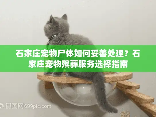 石家庄宠物尸体如何妥善处理？石家庄宠物殡葬服务选择指南