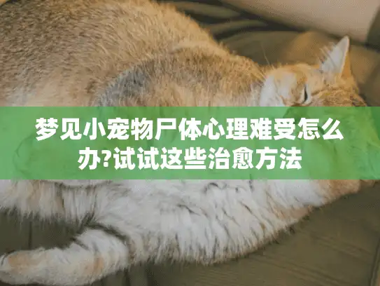梦见小宠物尸体心理难受怎么办?试试这些治愈方法
