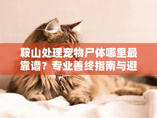 鞍山处理宠物尸体哪里最靠谱？专业善终指南与避坑清单