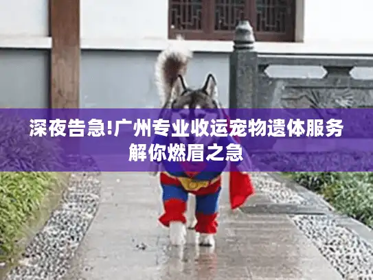 深夜告急!广州专业收运宠物遗体服务解你燃眉之急