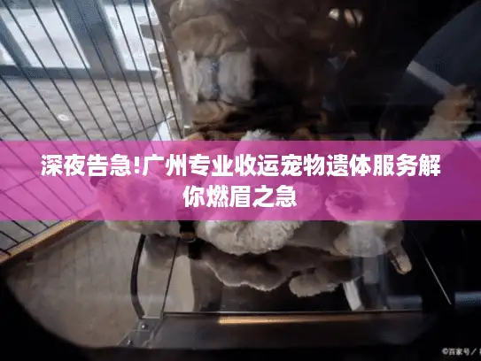 深夜告急!广州专业收运宠物遗体服务解你燃眉之急