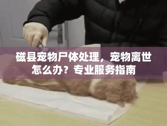 磁县宠物尸体处理，宠物离世怎么办？专业服务指南