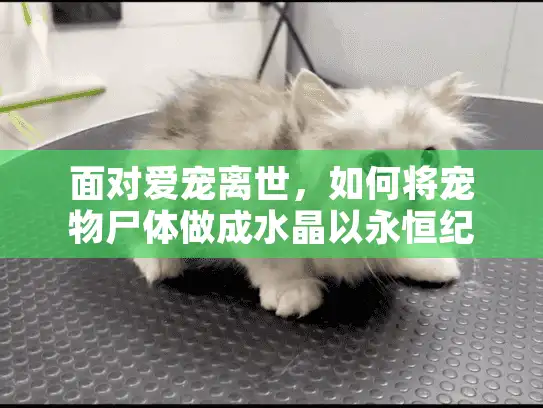 面对爱宠离世，如何将宠物尸体做成水晶以永恒纪念？