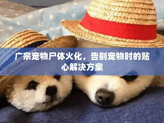 广宗宠物尸体火化，告别宠物时的贴心解决方案