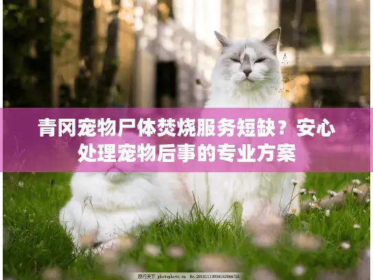 青冈宠物尸体焚烧服务短缺？安心处理宠物后事的专业方案