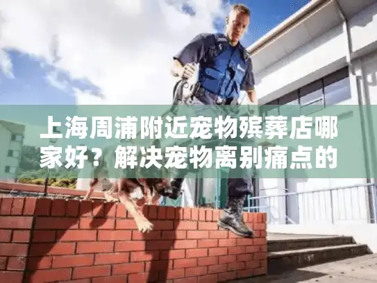 上海周浦附近宠物殡葬店哪家好？解决宠物离别痛点的专业选择