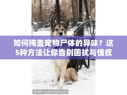 如何掩盖宠物尸体的异味？这5种方法让你告别困扰与愧疚