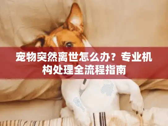 宠物突然离世怎么办？专业机构处理全流程指南