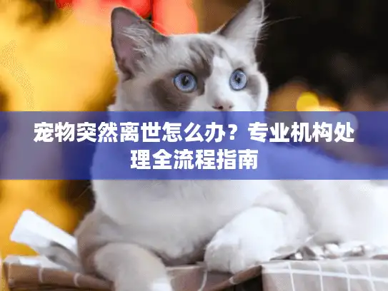 宠物突然离世怎么办？专业机构处理全流程指南