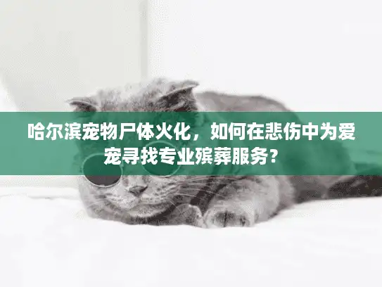哈尔滨宠物尸体火化，如何在悲伤中为爱宠寻找专业殡葬服务？