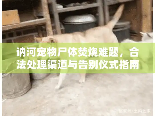 讷河宠物尸体焚烧难题，合法处理渠道与告别仪式指南