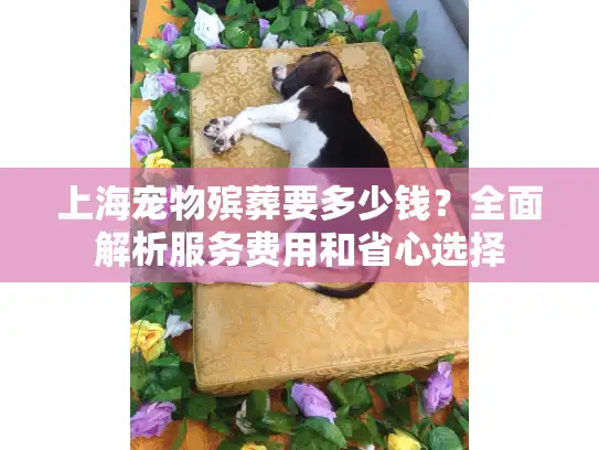 上海宠物殡葬要多少钱？全面解析服务费用和省心选择