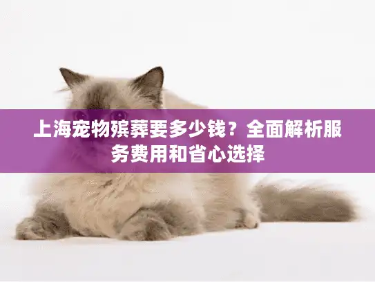 上海宠物殡葬要多少钱？全面解析服务费用和省心选择