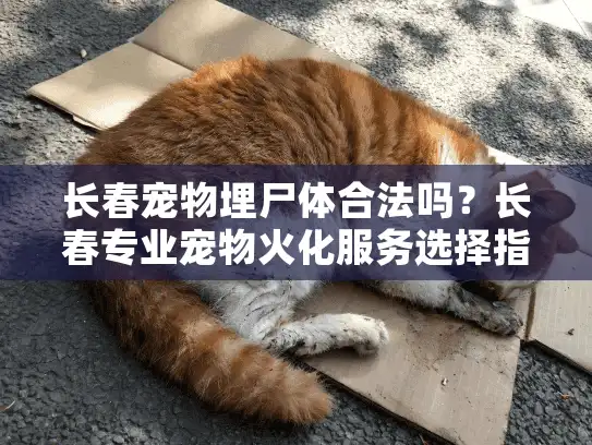 长春宠物埋尸体合法吗？长春专业宠物火化服务选择指南
