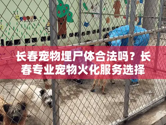 长春宠物埋尸体合法吗？长春专业宠物火化服务选择指南