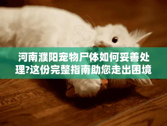 河南濮阳宠物尸体如何妥善处理?这份完整指南助您走出困境