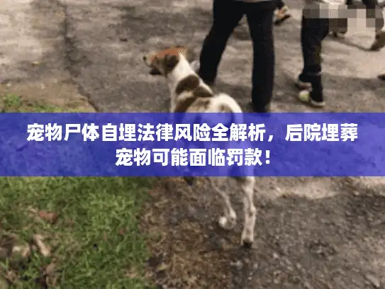 宠物尸体自埋法律风险全解析，后院埋葬宠物可能面临罚款！