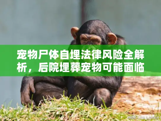 宠物尸体自埋法律风险全解析，后院埋葬宠物可能面临罚款！