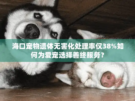 海口宠物遗体无害化处理率仅38%如何为爱宠选择善终服务？