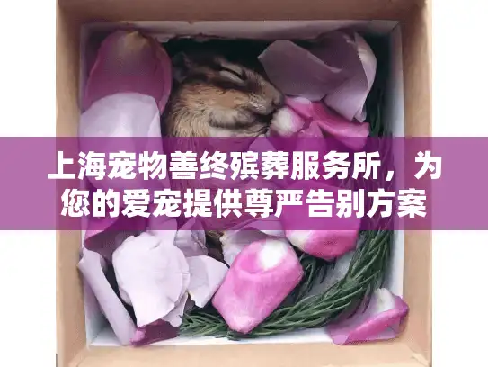 上海宠物善终殡葬服务所，为您的爱宠提供尊严告别方案
