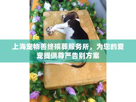 上海宠物善终殡葬服务所，为您的爱宠提供尊严告别方案