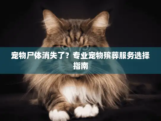 宠物尸体消失了？专业宠物殡葬服务选择指南