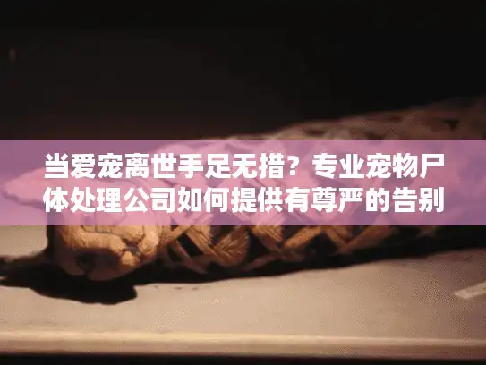 当爱宠离世手足无措？专业宠物尸体处理公司如何提供有尊严的告别方案