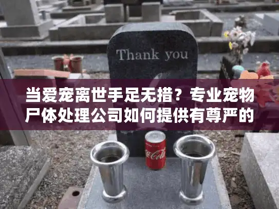 当爱宠离世手足无措？专业宠物尸体处理公司如何提供有尊严的告别方案