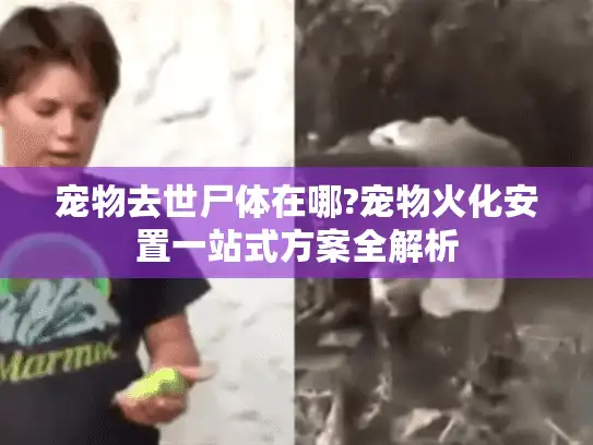 宠物去世尸体在哪?宠物火化安置一站式方案全解析
