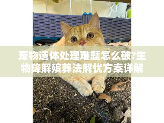宠物遗体处理难题怎么破?生物降解殡葬法解忧方案详解