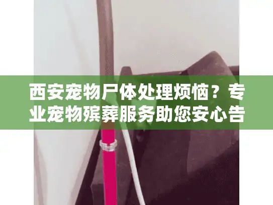 西安宠物尸体处理烦恼？专业宠物殡葬服务助您安心告别