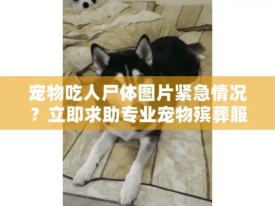 宠物吃人尸体图片紧急情况？立即求助专业宠物殡葬服务解决！