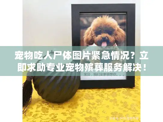 宠物吃人尸体图片紧急情况？立即求助专业宠物殡葬服务解决！