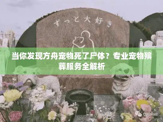 当你发现方舟宠物死了尸体？专业宠物殡葬服务全解析