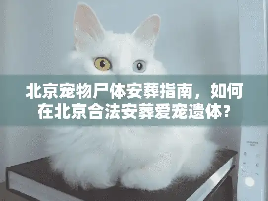 北京宠物尸体安葬指南，如何在北京合法安葬爱宠遗体？