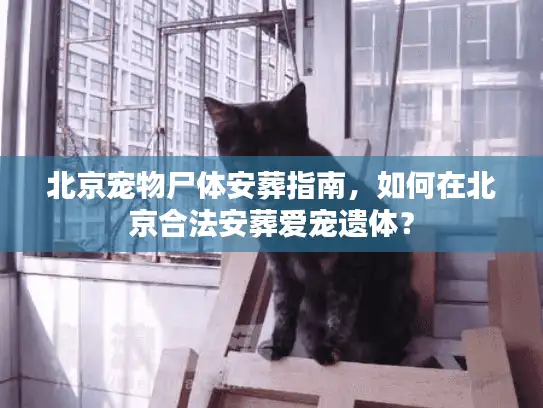 北京宠物尸体安葬指南，如何在北京合法安葬爱宠遗体？