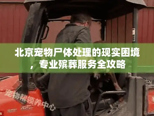 北京宠物尸体处理的现实困境，专业殡葬服务全攻略