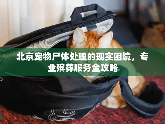 北京宠物尸体处理的现实困境，专业殡葬服务全攻略