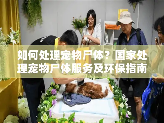 如何处理宠物尸体？国家处理宠物尸体服务及环保指南全解析