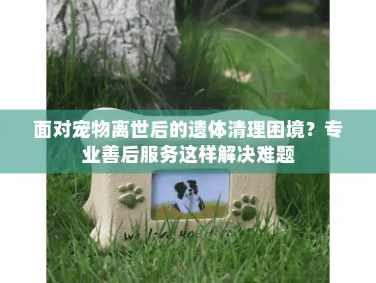 面对宠物离世后的遗体清理困境？专业善后服务这样解决难题