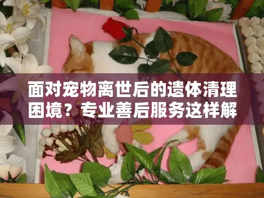 面对宠物离世后的遗体清理困境？专业善后服务这样解决难题