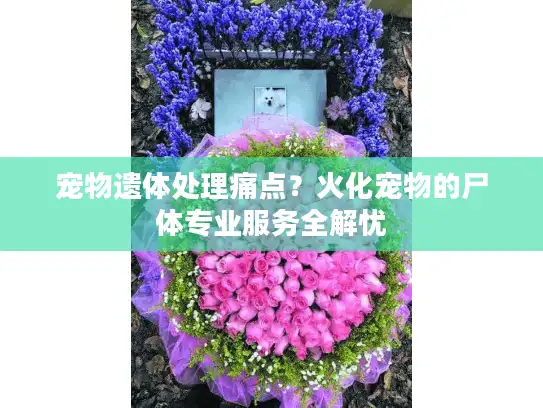 宠物遗体处理痛点？火化宠物的尸体专业服务全解忧