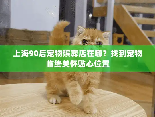 上海90后宠物殡葬店在哪？找到宠物临终关怀贴心位置