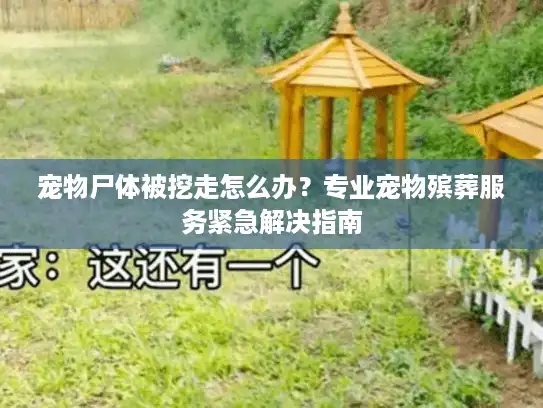 宠物尸体被挖走怎么办？专业宠物殡葬服务紧急解决指南