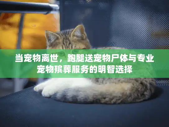 当宠物离世，跑腿送宠物尸体与专业宠物殡葬服务的明智选择