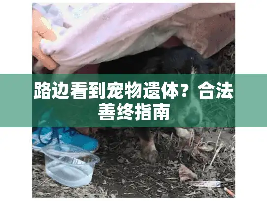 路边看到宠物遗体？合法善终指南