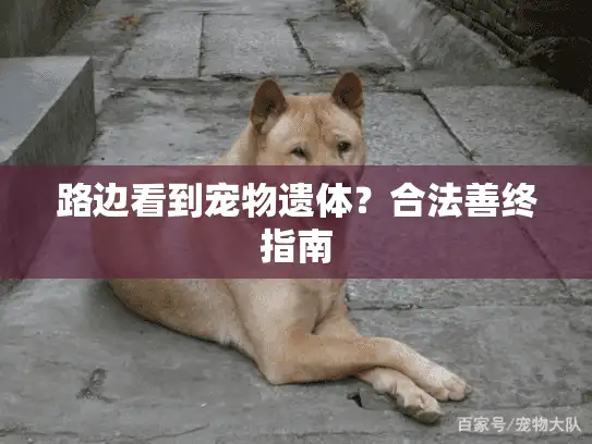 路边看到宠物遗体？合法善终指南